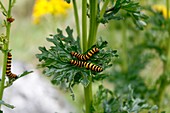 Cinnabar moth caterpillars