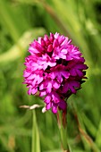 Pyramidal Orchid (Anacamptis pyramidalis)