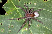 Wandering spider with eggs