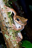 Changeable bony-headed tree frog