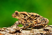 Common toad male