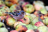 Chaffinch male eating an apple pip