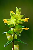Yellow rattle flowers