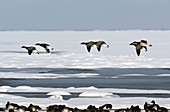 Brent geese in flight