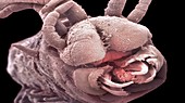 Deep ocean worm,SEM