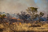 Bush fire,Zimbabwe