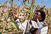 Sorghum crop trial,Zimbabwe