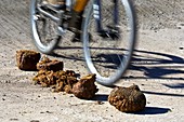 Elephant dung,Zimbabwe