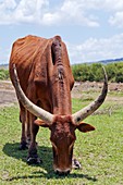 Abyssinian highland zebu grazing