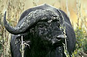 African Buffalo covered in mud