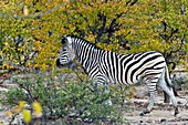 Plains zebra in scrubland