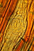 Nematode larval cyst,light micrograph