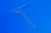 Proteus amoeba,light micrograph