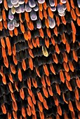 Butterfly wing scales