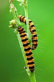 Cinnabar moth caterpillars