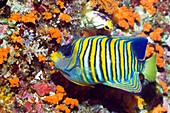 Angelfish feeding on corals on a reef