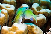 Blue-green fighting on a reef