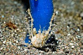 Hydroid crab on a seasquirt