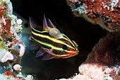 Parasitic isopod on cardinalfish