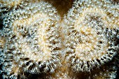 Leather coral polyps