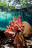 Corals in a mangrove swamp