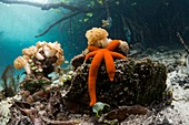 Starfish in a mangrove swamp