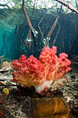 Corals in a mangrove swamp