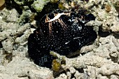 Allied cowrie on a reef