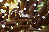 Anemone shrimp