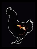 Chicken reproduction,artwork