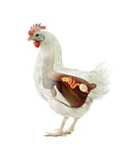 Chicken reproduction,artwork