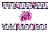 Cryptochrome and rhodopsin pigments