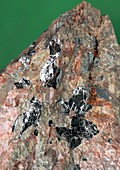 Euxenite in its host rock