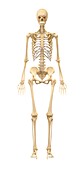 Female skeleton,artwork