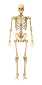 Male skeleton,artwork