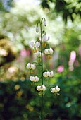 Lilium martagon 'Alba' flowers