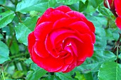 Rose (Rosa 'Memento' syn 'Dicbar')