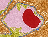 Glomerular capillary,TEM
