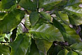 Close-up of coffee plant