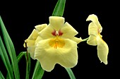 Orchid (Miltoniopsis 'Eureka')