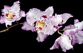 Orchid (Odontioda 'Mont Felard' )