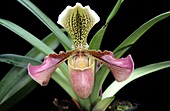 Orchid (Paphiopedilum 'Alcides')