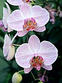 Orchid (Phalaenopsis mivaresse)