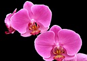 Orchid (Phalaenopsis 'Mad Milva')