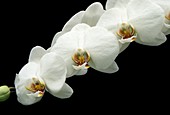 Orchid (Phalaenopsis 'Perfect Dream')