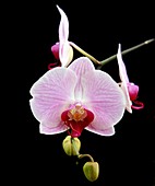 Orchid (Phalaenopsis 'Spanish Melody')