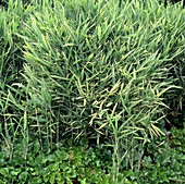 Bamboo (Pleioblastus variegatus)