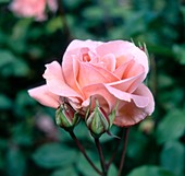Rose (Rosa 'Blessings')