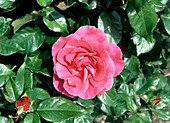 Rose (Rosa Romance 'Jacrom')
