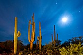 Moon setting over saguaro cacti